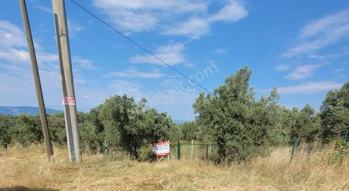 Arsa-Zeytinlik