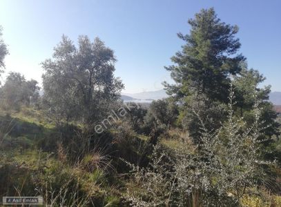 Arsa-Tarla
