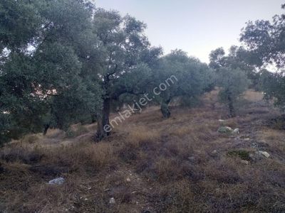 Arsa-Zeytinlik