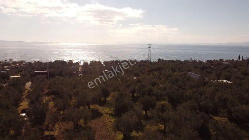 Arsa-Zeytinlik