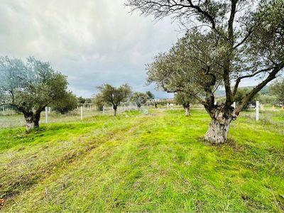 Arsa-Zeytinlik
