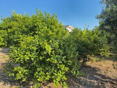 Arsa-Tarla