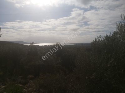 Didimde 8 Dönüm Satılık Tarla