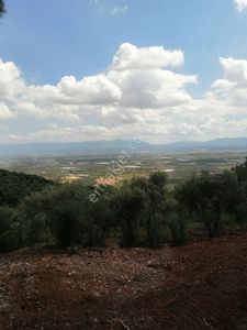 Arsa-Zeytinlik