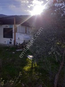 Arsa-Zeytinlik