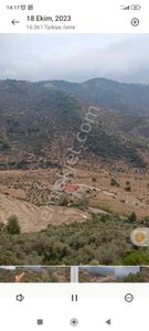 Arsa-Zeytinlik