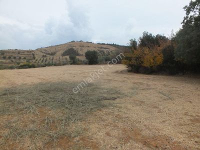 Karacasu Dereköy Mah De Satılık Tarla