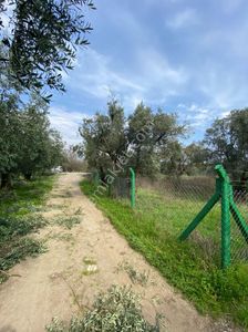 Arsa-Zeytinlik