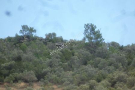 Arsa-Zeytinlik