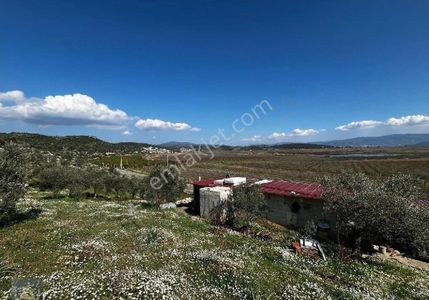 Arsa-Bağ & Bahçe