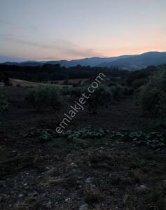 Arsa-Tarla