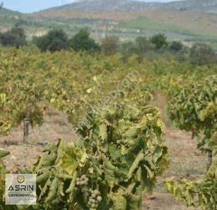 Arsa-Tarla