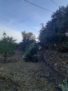 Arsa-Tarla