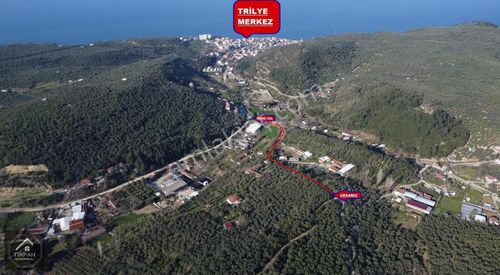 Arsa-Zeytinlik