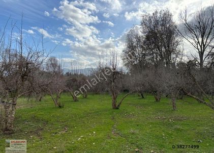 Arsa-Bağ & Bahçe