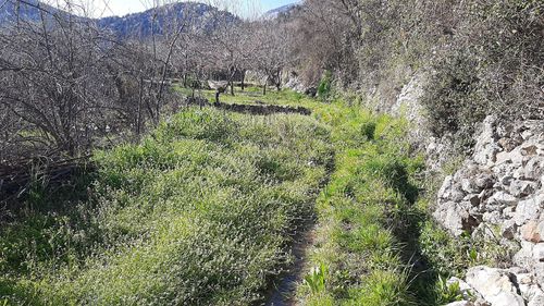 Arsa-Tarla