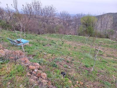 Arsa-Bağ & Bahçe