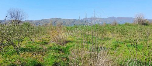 Arsa-Bağ & Bahçe