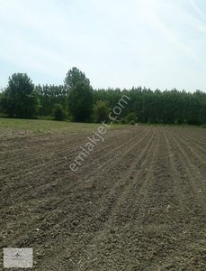 Arsa-Tarla