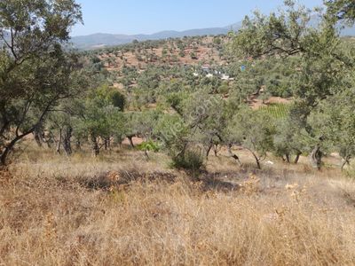 Arsa-Tarla