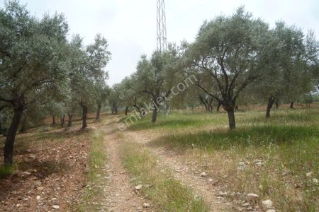 Arsa-Zeytinlik