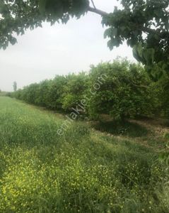 Arsa-Bağ & Bahçe