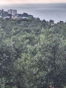 Arsa-Zeytinlik