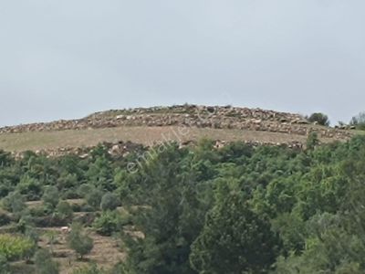 Arsa-Zeytinlik