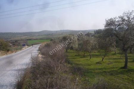 Arsa-Bağ & Bahçe
