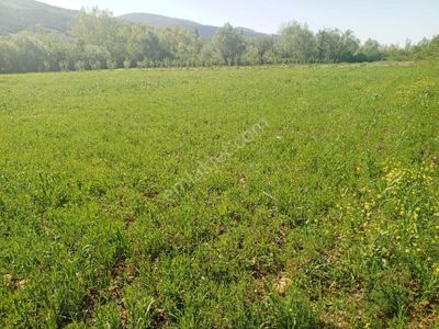 Arsa-Tarla