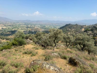 Arsa-Zeytinlik