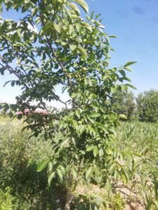 Arsa-Tarla