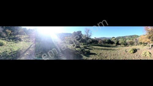 Arsa-Arazi