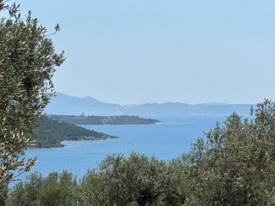 Arsa-Zeytinlik