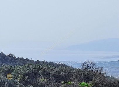 Arsa-Zeytinlik