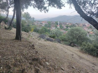 Arsa-Zeytinlik