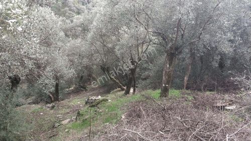Arsa-Zeytinlik