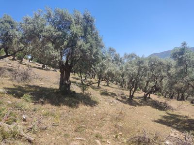Arsa-Zeytinlik