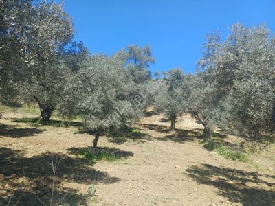 Arsa-Tarla