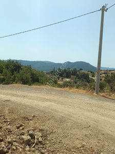 Arsa-Zeytinlik