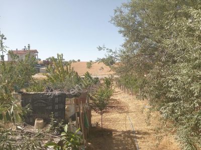 Arsa-Bağ & Bahçe