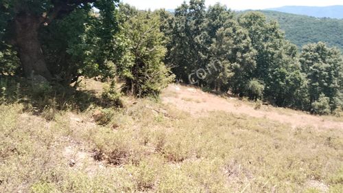 Arsa-Tarla