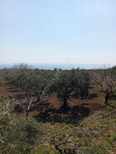 Arsa-Zeytinlik