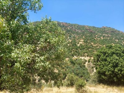 Arsa-Bağ & Bahçe