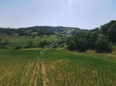 Arsa-Tarla