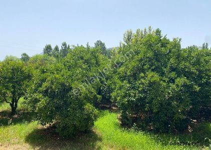 Arsa-Tarla
