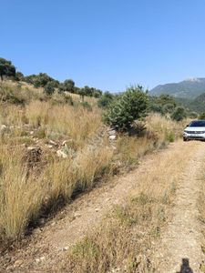 Arsa-Zeytinlik
