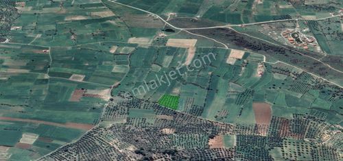 Arsa-Zeytinlik