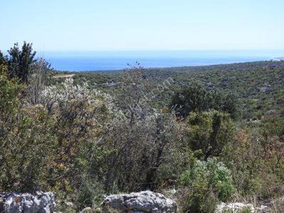 Arsa-Tarla
