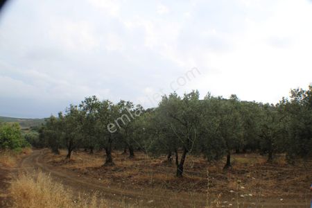 Arsa-Zeytinlik